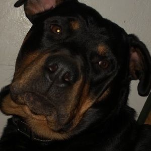 Meet your Posher, Jenny